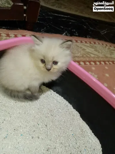كامل بي بضاعته بي 400 دينار 2