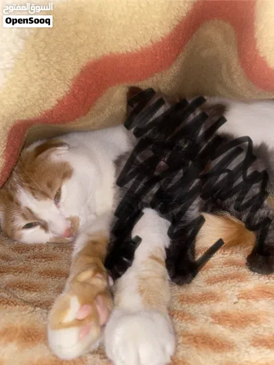 CAT FOR ADOPTION 2
