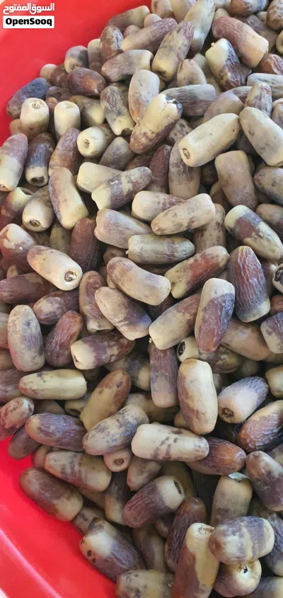 تمر نغال جريجرو 2