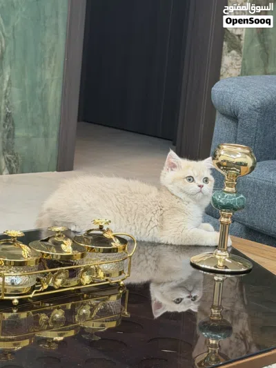 سكوتش ستريت cy عالمي جدا وعمره 3 اشهر وذكر متواجد في عمان 3