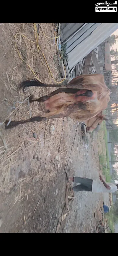 بقره جيرسي باكستاني زاهبه 3