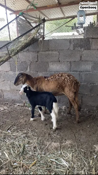 جاعده سودانيه تحته كبش فرصه الي يبغا حال تربيه 2