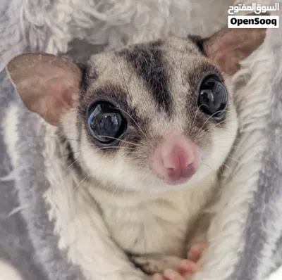 شوقرقلايدر sugar glider 3