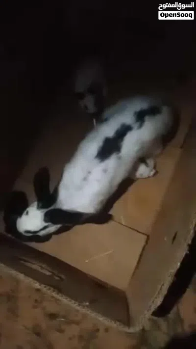 انتايه وتحتها 4 3