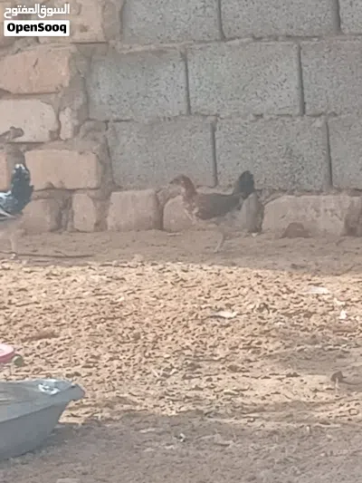 بسم الله عتيق عربي مخلط مشا الله العمر شهرين ونص 3