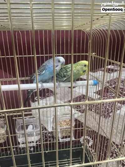 طيور حب للبيع 3