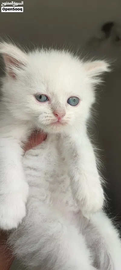 صغار الهملايا ذكر 2
