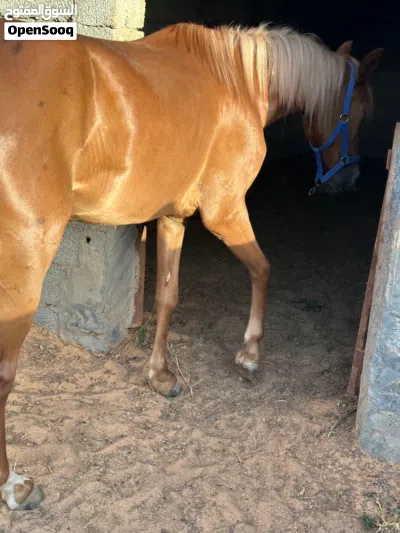فلوه شقراء ربي يبارك 4