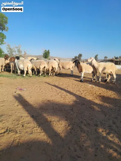 اغنام للبيع العدد 19 2