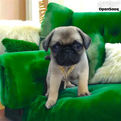 ولد pug اخر شقاوه حجم صغير مبيكبرش عندو 45 يوم 4