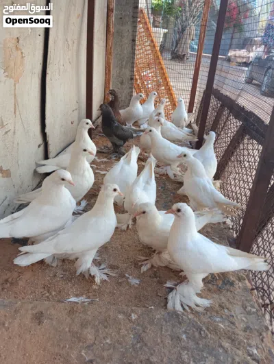 سلام عليكم متوفر هزاز الله يبارك انتاج فردي 3