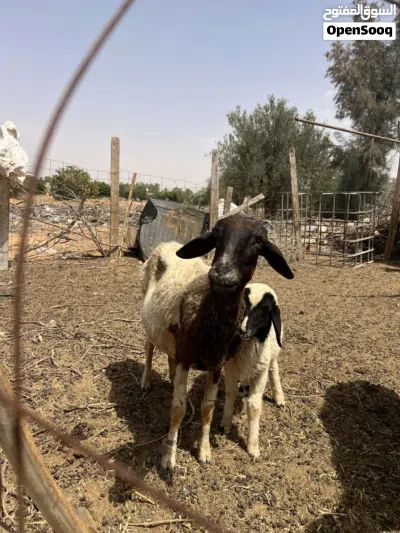 نعجة اول جمع تحتها فطيمة للبيع 3