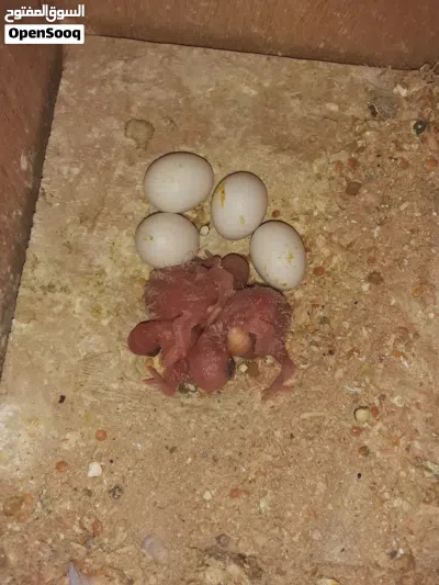 عصفير للبيع أنكليزيه كوبيه أمصوقره 2