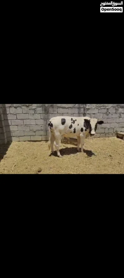 عجل نذاري للبيع 3