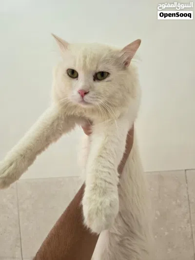 قط شيرازي ابيض أليف مناسب للاطفال 2