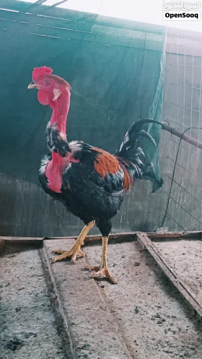 سمان توه بدن يبيضن وديج 2