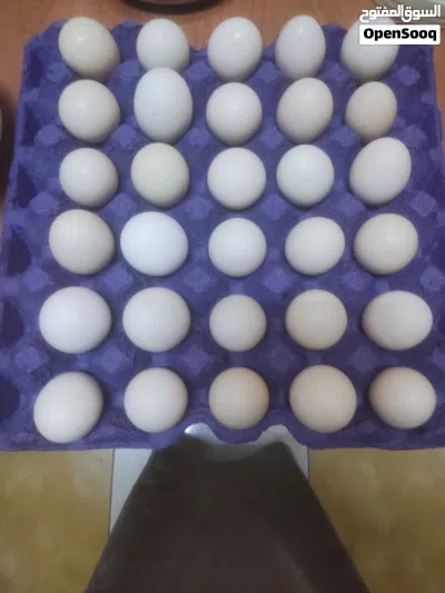 لأهالي الجبل الأخضر فقط 3