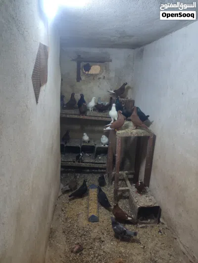 جواز حمام زق للبيع 2
