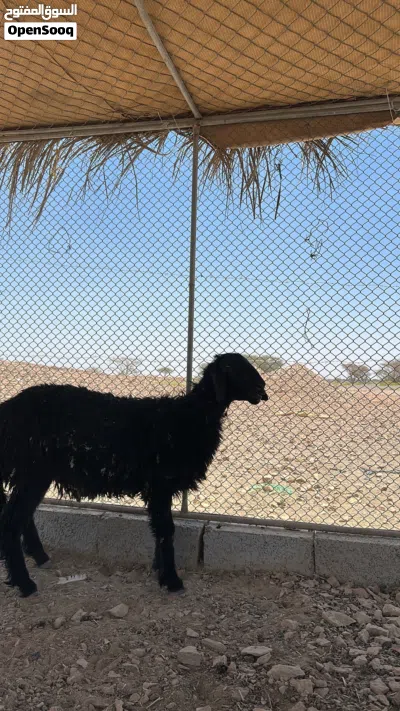 كبش نجدي فل سمنه 3