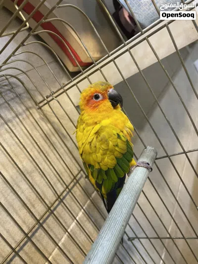 صن كنيور Sun Conure 2