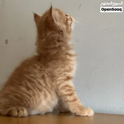 قطة صغيره للبيع 3