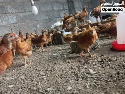 دجاج عماني وفرنسي مهجن 3