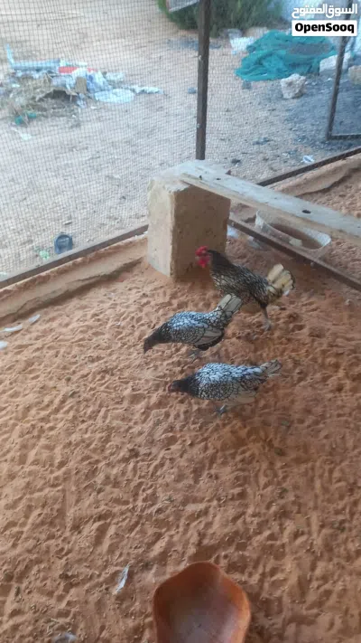سبرايت أنيق 4