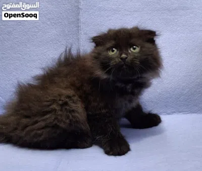 scotsh fold long hair are available blue eyes all from pure scotsh fold long hair eat dry food and 2