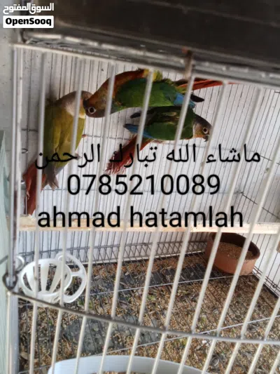 ذكرين قرين شيك يلو سايد هاي رد وطيور روز 2