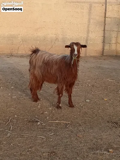 شه من حلل السعيدي أموره طيبه فول سمنه 2