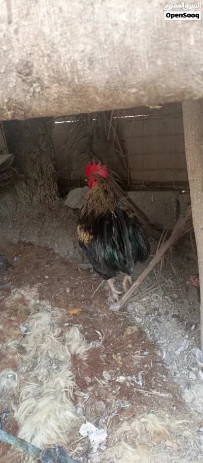 ديوجه كبار وزغار 4