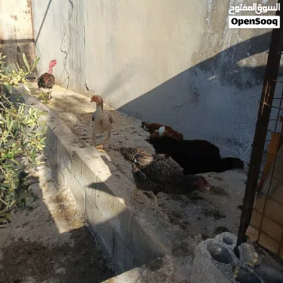 undefined 4