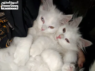 pure Persian for sale around 2 months 4