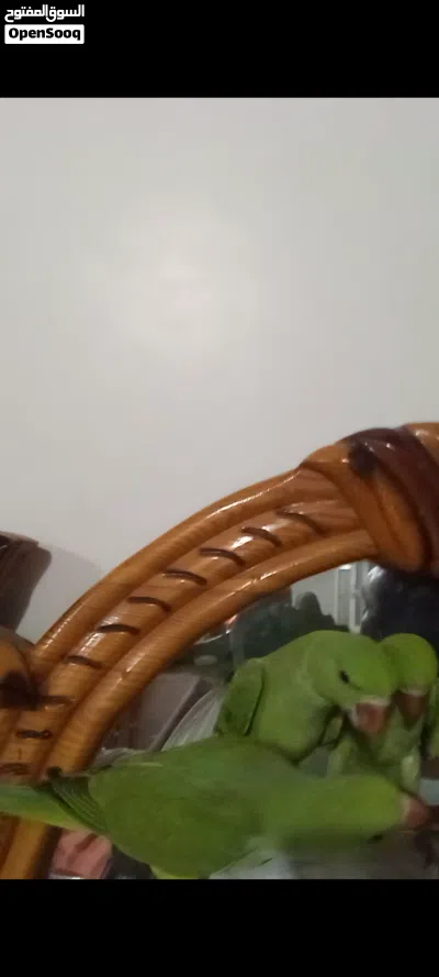 ثلاثه نفر دره هندي اليف 2