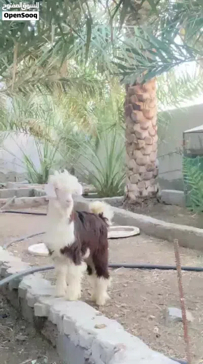 للبيع سخل رحبي غير مخصاي 2