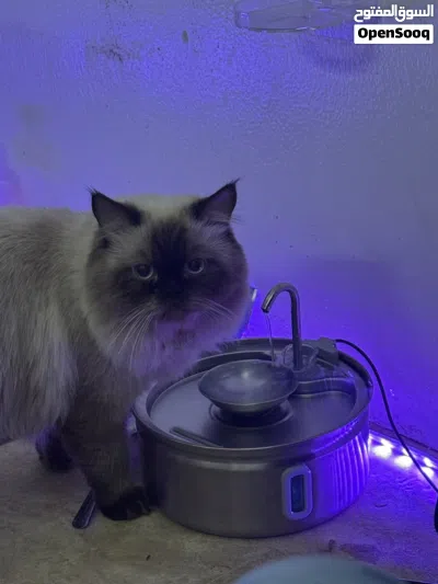 Persian and Himalayan male cat 3
