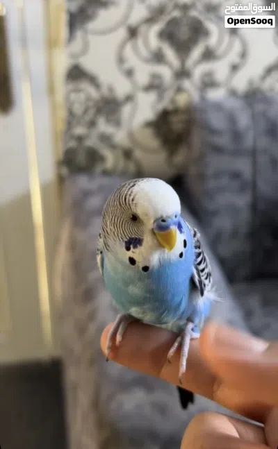 للبيع زوج طيور بادجي 2