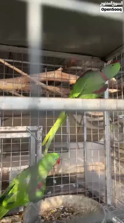 زوج ببغاء نيبالي جاهز للانتاج 2