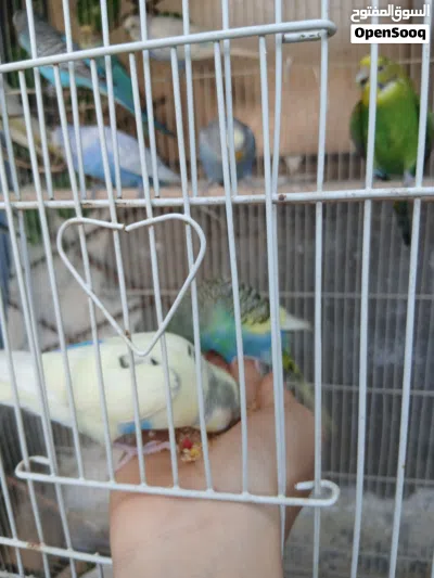 Australian parakeets 2
