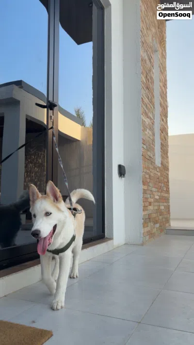 Husky pure breed 4