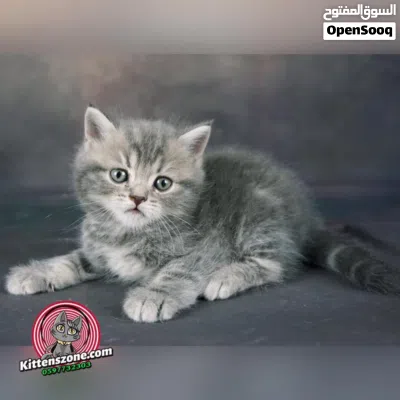 2 انات سكوتش ستريت عمر شهرين ما شاء الله التواصل ع خاص دردشة اقرا الوصف 2