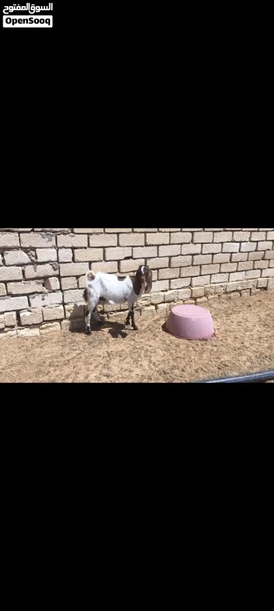 جديان وعنايق فرنسي وهجين حجازي سعر كزيوني 4