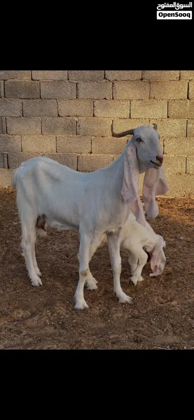 عنز سن رباع تحتها جدي للبيع 2