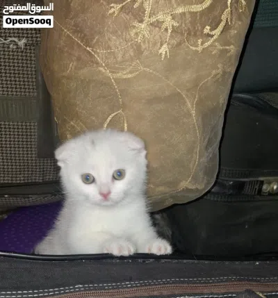 قطط للبيع بداعي لسفر 3