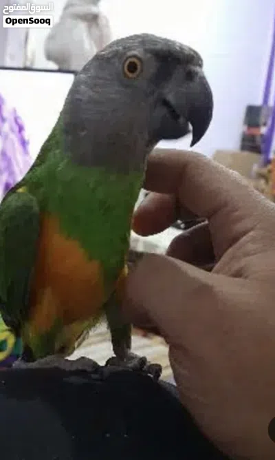 مطلوب ببغاء كويكر و سنغالي وكايك بشرط يكون أليف 2