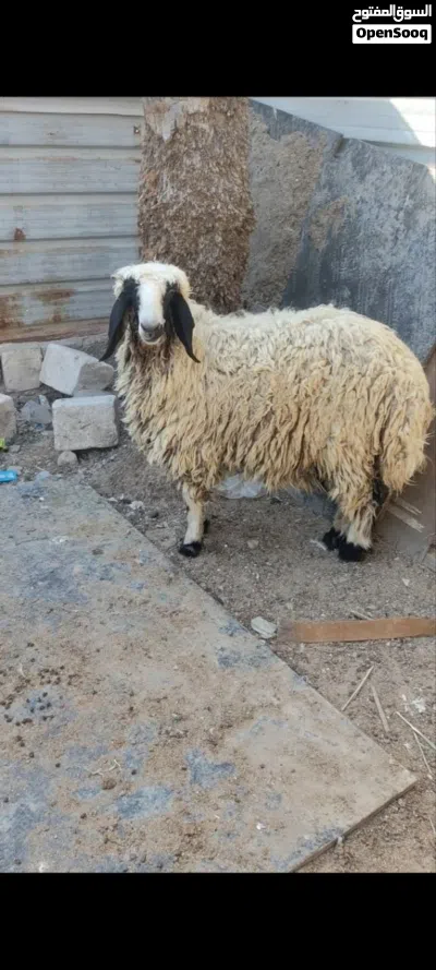 نعجه ورجينه خشنه كلش 2