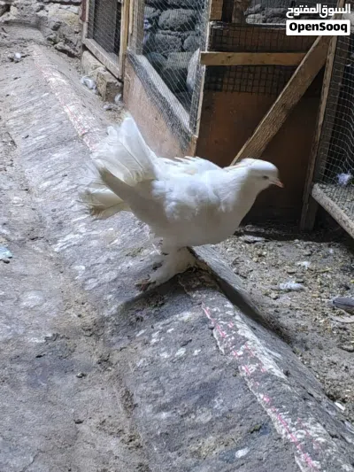 حمام عرايس عدد 3 للبيع 2