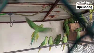 بغبغاء الدره 3