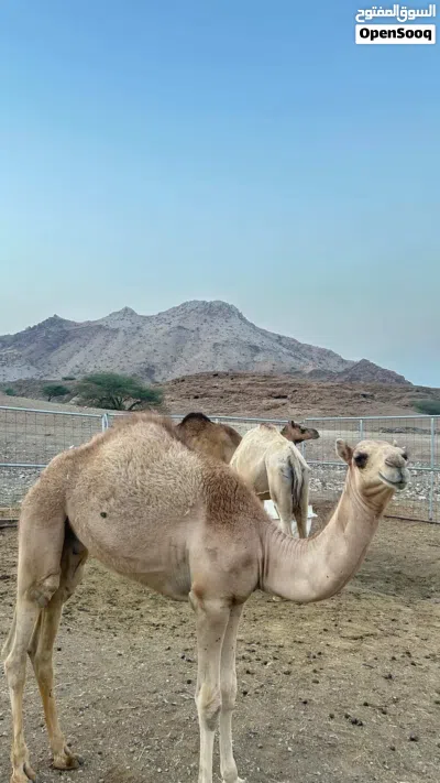 للبيع قعود عمره 6 شهور 4