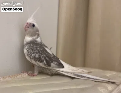 كوكتيل للبيع 2